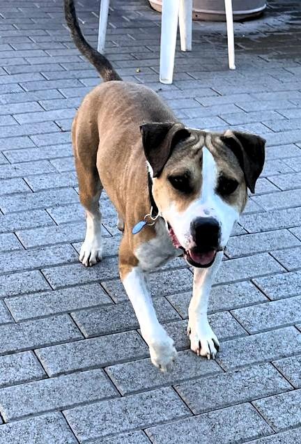 GOLD AMSTAFF Foto 11